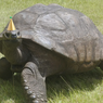 Kura-kura Tertua di Dunia Rayakan Ulang Tahun Ke-190 