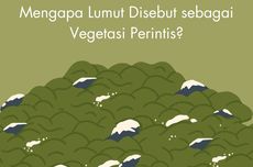 Mengapa Lumut Disebut sebagai Vegetasi Perintis?