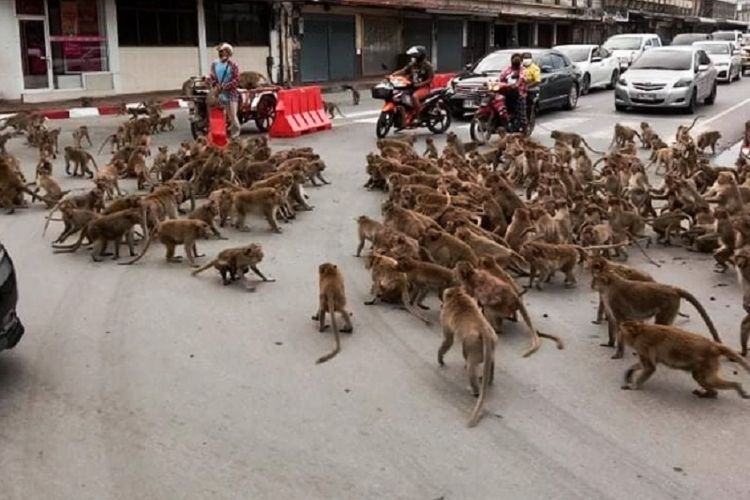 Sekelompok monyet ketika menginvasi jalanan di Lopburi, Thailand. Geng monyet ini menjadi agresif karena tidak ada turis yang memberi mereka makan saat wabah Covid-19 melanda.