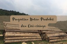 Pengertian Hutan Produksi dan Ciri-cirinya