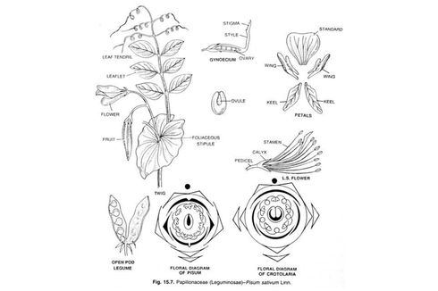 Ciri-ciri Tumbuhan dari Suku Papilonaceae