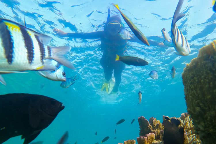 Ilustrasi Snorkeling di Karimunjawa.