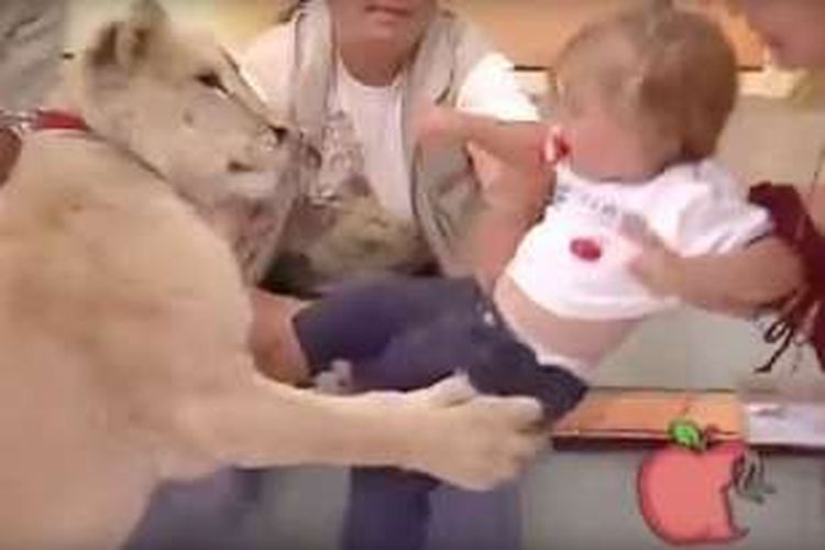Seorang balita diserang seekor singa muda dalam sebuah acara bincang-bincang di televisi Meksiko.