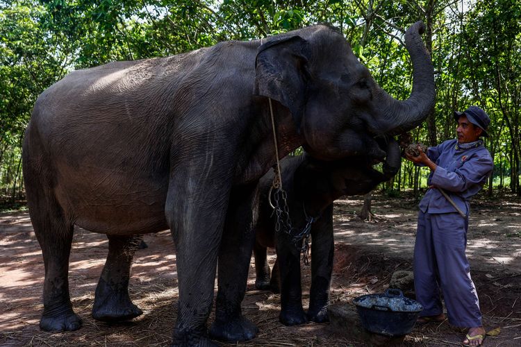 An elephant handler or mahout and his charge