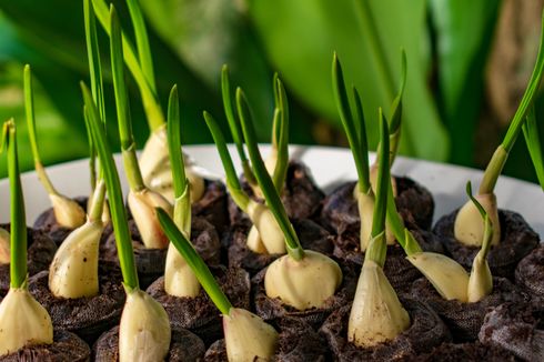 Mudah, Begini Cara Menanam Bawang Putih di Botol Bekas