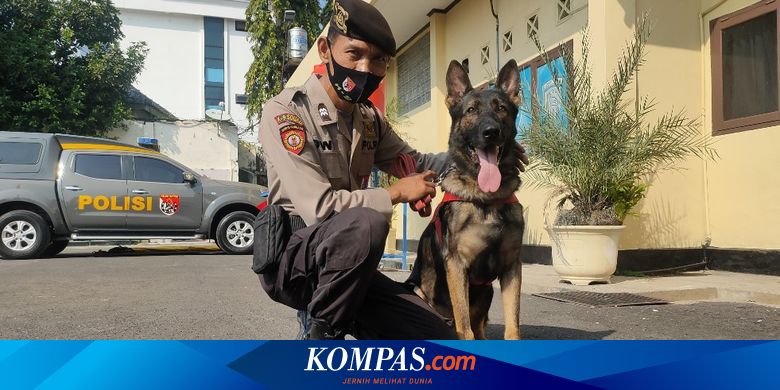 Kisah Aiptu Dwiyanto, Pawang Satwa K9 Terbaik di Indonesia