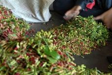 Permintaan Minyak Cengkeh Indonesia Melonjak di Australia