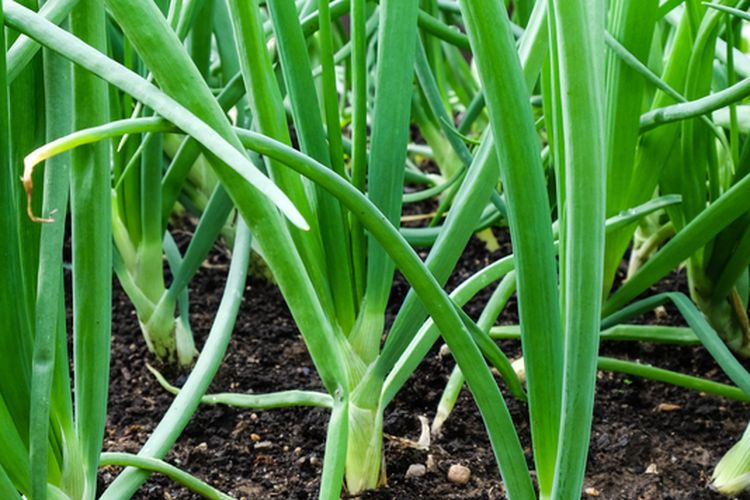 Ilustrasi daun bawang, menanam daun bawang.