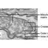 Krista Mitokondria: Pengertian dan Fungsinya
