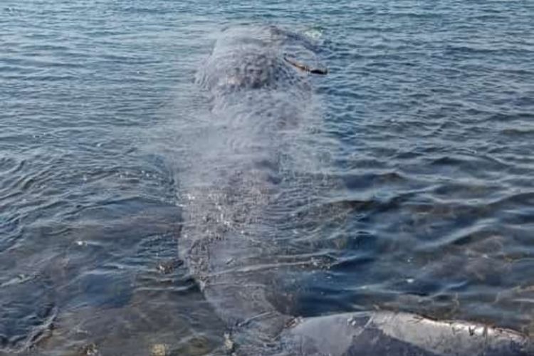 Foto: Seekor ikan paus sperma berukuran sekitar 10 meter terdampar di Perairan Laut Flores Timur, NTT, Minggu (9/5/2022).
