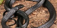 Spesies Baru Ular Pohon dari Papua Nugini, Ditemukan Sedang Membelit Elang