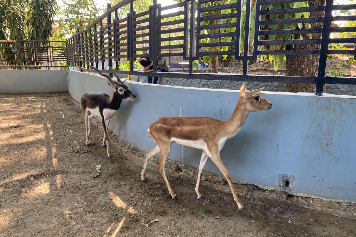 Dua dari tujuh satwa milik BKSDA Jawa Timur yang dijual Madiun Umbul Square sudah dikembalikan sejak Jumat (20/9/2024). Dua satwa yang sudah dikembalikan yakni jenis Antelop yang ditemukan di Bandung, Jawa Barat.