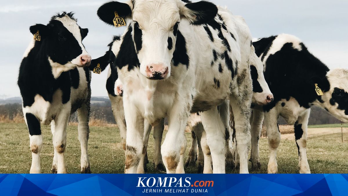 China Berhasil Kloning 3 Sapi Super, Terobosan Baru dari Ilmuwan