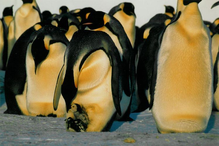 Penguin bertelur atau beranak