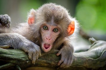 Apa Perbedaan Monyet dan Kera?