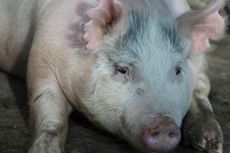 Demi Transplantasi, Organ Manusia Ditumbuhkan di Dalam Tubuh Babi