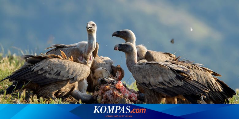 Spesies Burung Bangkai ini Diambang Kepunahan, Apa Dampaknya?