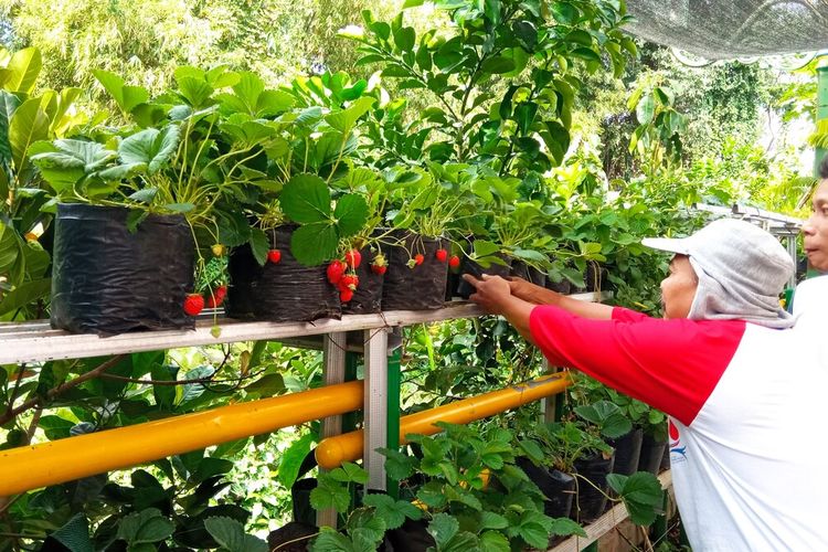 Supriadi (baju lengan merah) dan kawannya saat merawat strawberry di gang pinggir bantaran sungai gajah wong, Sabtu (4/9/2021)