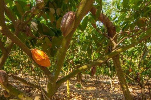Pemerintah Pacu Hilirisasi Industri Pengolahan Kakao