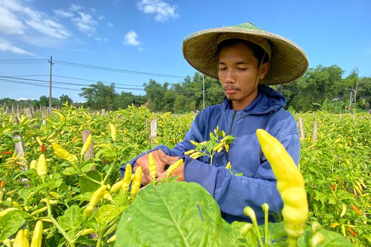 Dana Raditya Permana, seorang petani asal Desa Sidorejo, Kecamatan Kebonsari, Kabupaten Madiun, Jawa Timur memanen  cabai rawit di lahannya. Para petani maraup untung besar lantaran harga cabai rawit terus melonjak di pasaran. 