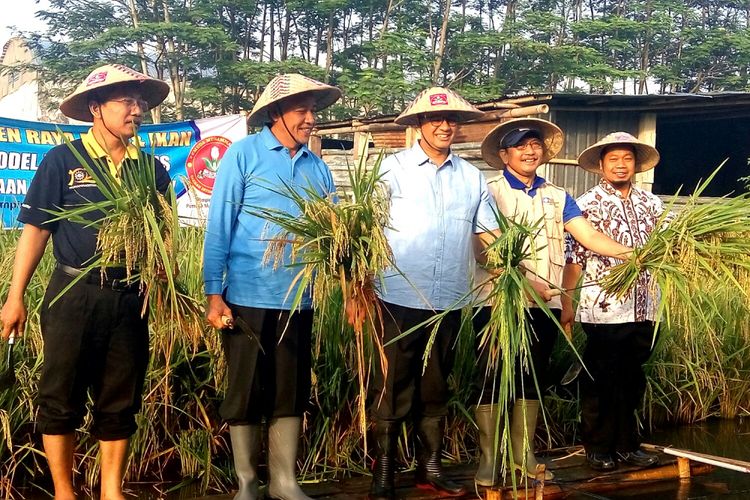 Gubernur terpilih DKI Jakarta Anies Baswedan bersama Bupati Sleman Sri Purnomo saat menunjukan hasil padi dengan sistem Mina padi di Kwarasan ,Nogotirto, Gamping, Sleman