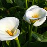 Cara Merawat Bunga Calla Lily di Rumah