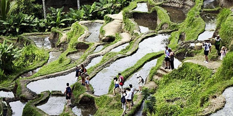 Turis menikmati wisata alam Ceking di kawasan Ubud, Gianyar, yang terkenal dengan pemandangan sawah bertingkat (terasering), Minggu (7/8/2016).
 