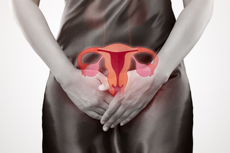 Ilustrasi sistem reproduksi wanita, yang terdiri dari uterus (rahim), vagina, serviks, dan ovarium. Rahim bermasalah merupakan bagian dari gangguan sistem reproduksi.  