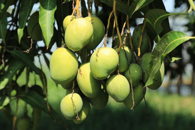 Ilustrasi tanaman mangga, tanaman buah mangga. 