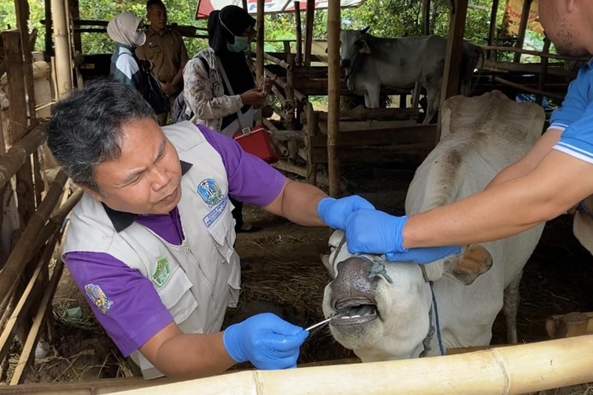 Petugas Dinas Ketahanan Pangan dan Peternakan Kabupaten Madiun mengecek sapi milik peternak di Desa Bodag, Kecamatan Kare, Kabupaten Madiun, Jawa Timur, Selasa (31/12/2024).
