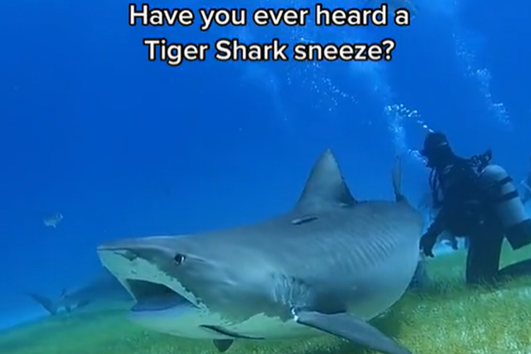 Tangkapan layar video ikan hiu bersin.