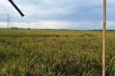 Sawah Kebanjiran, Petani di Rorotan Mengeluh Hasil Panen Kurang Maksimal