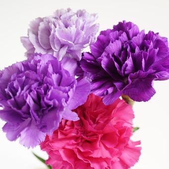 Ilustrasi bunga anyelir atau carnation.