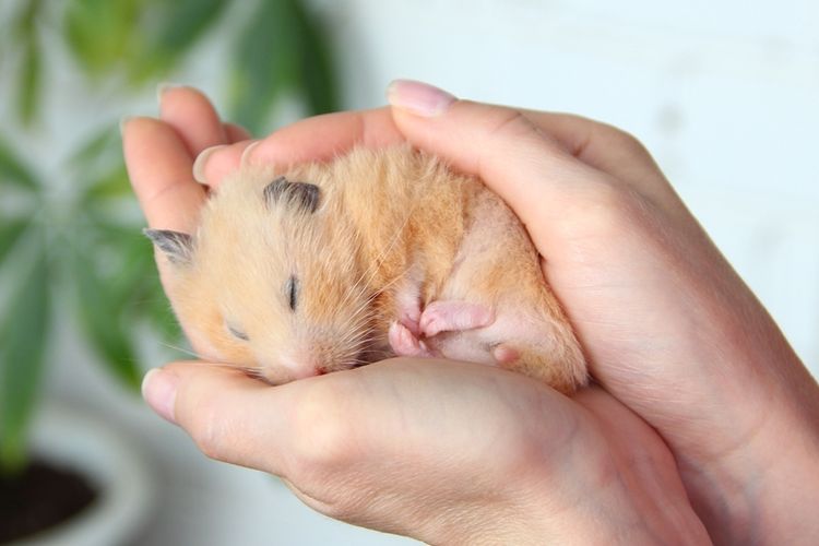 Ilustrasi hamster tidur.