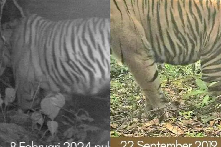 (kiri) Harimau yang terekam usai konflik pertama di Kecamatan Bandar Negeri Suoh, 8 Februari 2024. (kanan) Harimau yang terekam sebelumnya pada 22 September 2019 lalu.