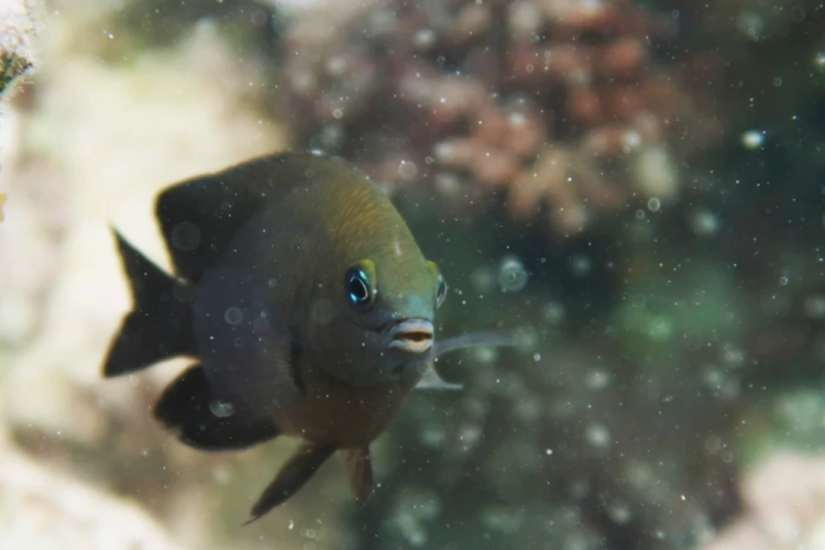 Ikan longfin damselfish menjinakkan udang mysid. Peniliti menilai ini kasus pertama domestikasi pada hewan vertebrata non-manusia.
