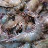 Penyebab Udang Beku RI Sulit Bersaing dengan Ekuador dan India