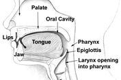 Macam-macam Cara Artikulasi Ucapan beserta Contohnya