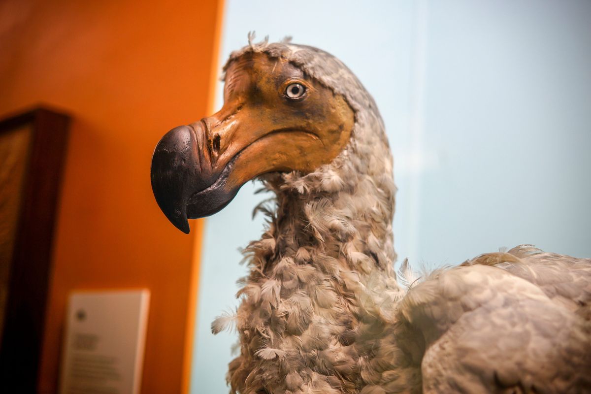 Burung dodo menjadi salah satu spesies hewan yang punah karena manusia