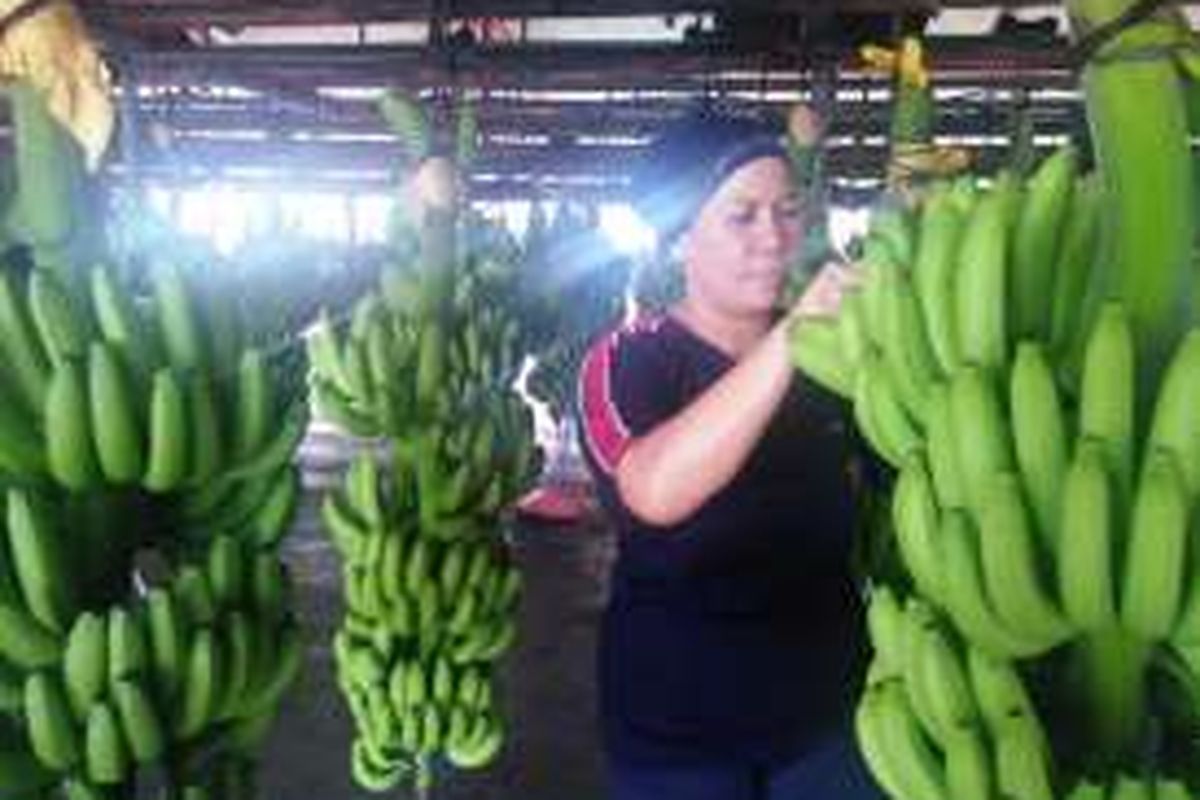 Pisang yang sudah dipanen di perkebunan PT Nusantara Tropical Farm, Lampung Timur.