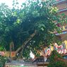 Melihat Pohon Bodhi, Tempat Buddha Bersemedi di Pagoda Nusantara Bangka