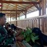 Tak Hanya Jadi Abdi Negara, Babinsa di Purworejo Ini Sukses Beternak Kambing