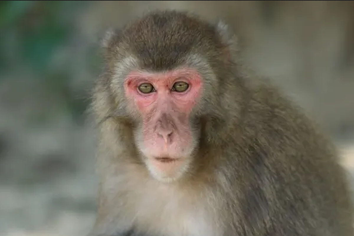 Yakei, kera berusia 9 tahun menjadi alfa betina pertama di cagar alam Takasakiyama Natural Zoological Garden

