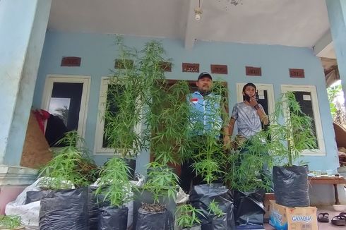 Budidaya 45 Batang Ganja di Polybag Bertahun-tahun, Pria Ini Berdalih untuk Penelitian