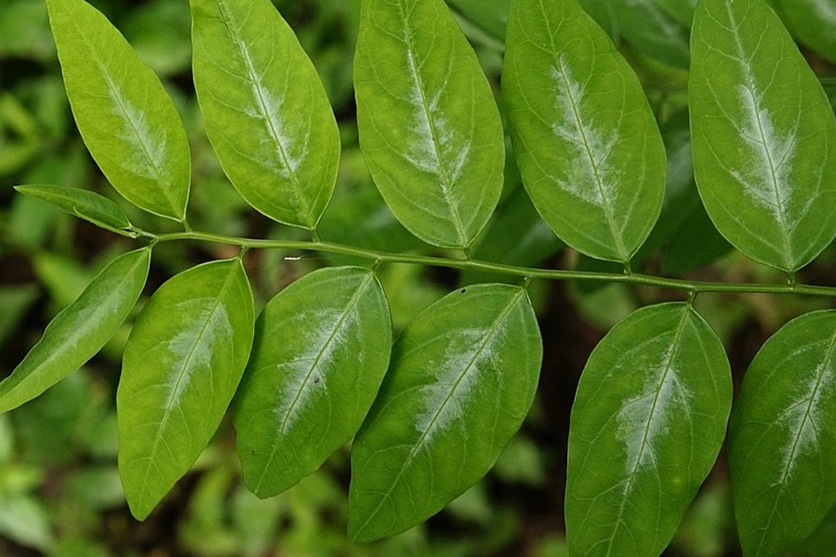 Ilustrasi tanaman katuk, daun katuk.