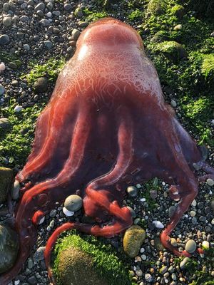 Gurita merah raksasa ditemukan di pantai Washington. Spesies ini hidup di laut dalam dan sangat jarang terlihat.