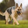 10 Keistimewaan German Shepherd Sebagai Anjing Keluarga