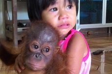 Bocah Ini Menangis Saat Petugas Jemput Josh Si Orangutan