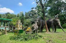 Rayakan Ultah Satu Tahun, Arinta Anak Gajah di GL Zoo Yogya Dapat Hadiah Tumpeng