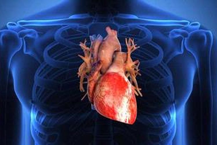 Darah dalam organ manusia yang berperan tubuh adalah peredaran Bagian
